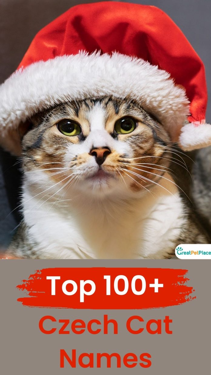 Czech-Cat-Names-With-Meaning-Our-Top-100-Favorites-1