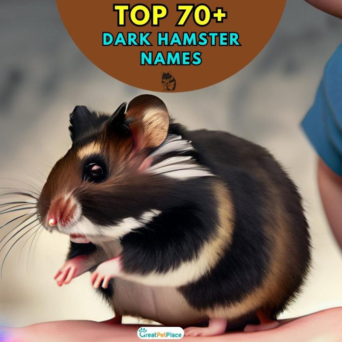 Dark-Hamster-Names-–-Our-Top-70-Picks.jpg