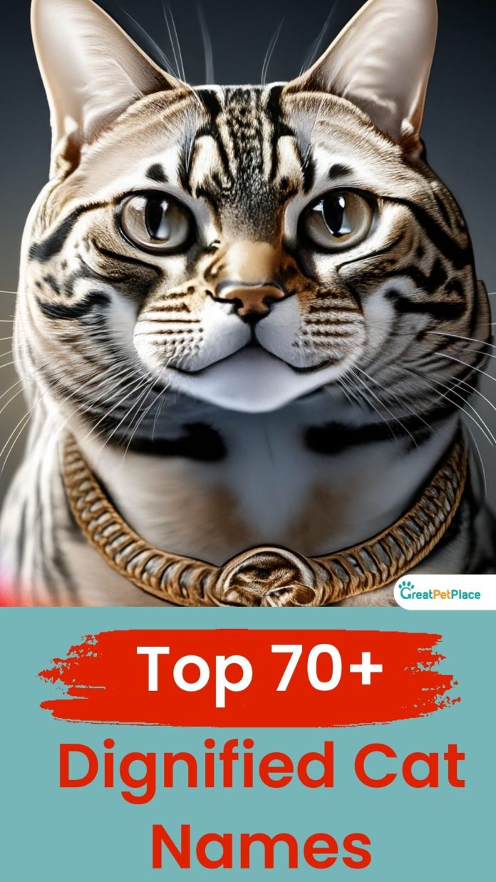 Dignified-Cat-Names-With-Meaning-Our-Top-70-Picks