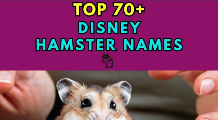 Disney-Hamster-Names-–-Our-Top-70-Picks.jpg