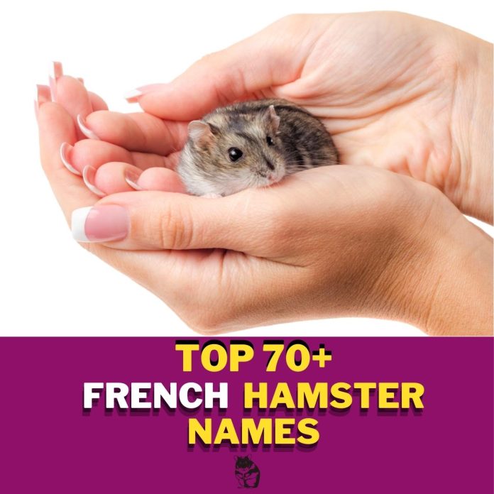 French-Hamster-Names-With-Meaning-–-Our-Top-70-Picks-1.jpg