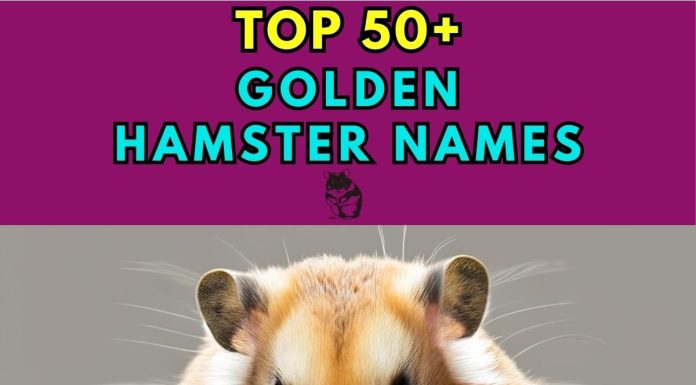 Golden-Hamster-Names-