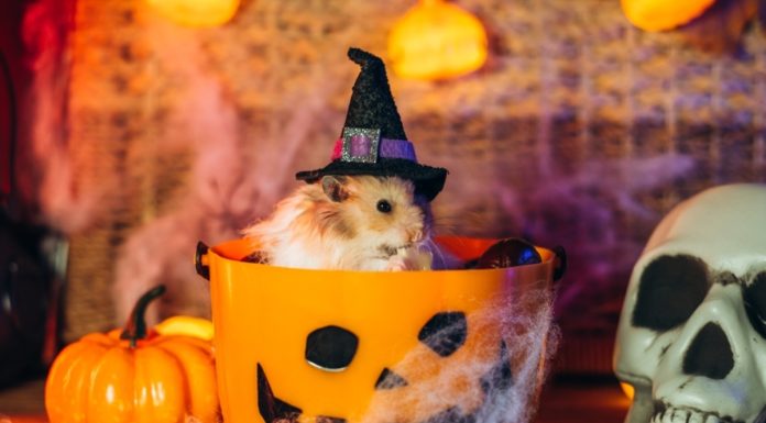Halloween-Hamster-Names-With-Meaning-–-Our-Top-70-Picks.jpg