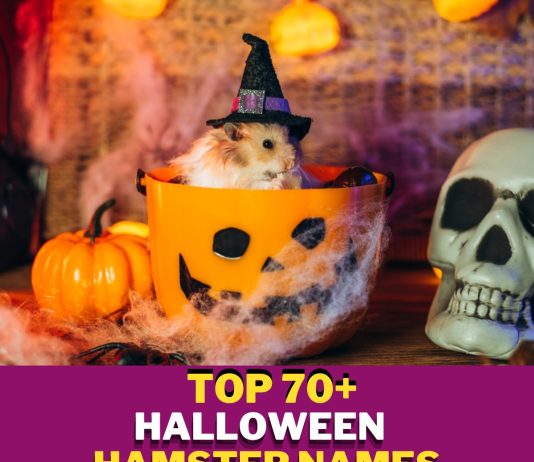 Halloween-Hamster-Names-With-Meaning-–-Our-Top-70-Picks.jpg