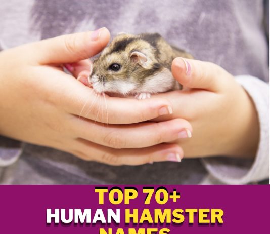 Human-Hamster-Names-With-Meaning-–-Our-Top-70-Picks.jpg