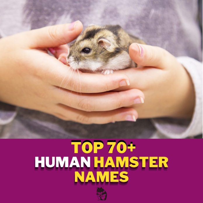 Human-Hamster-Names-With-Meaning-–-Our-Top-70-Picks.jpg