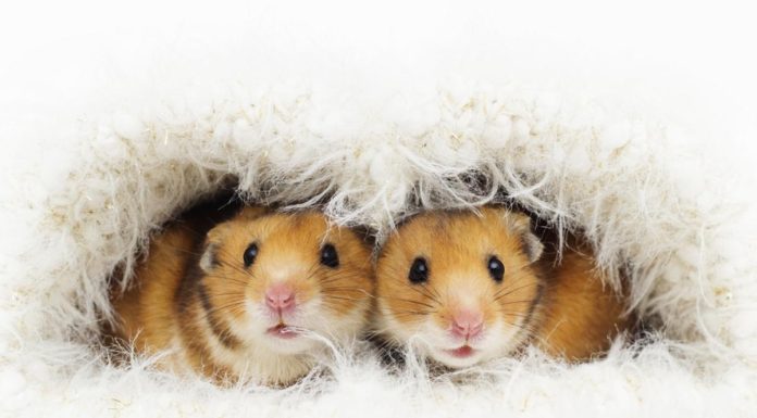 Indian-Hamster-Names-With-Meaning-–-Our-Top-70-Picks.jpg