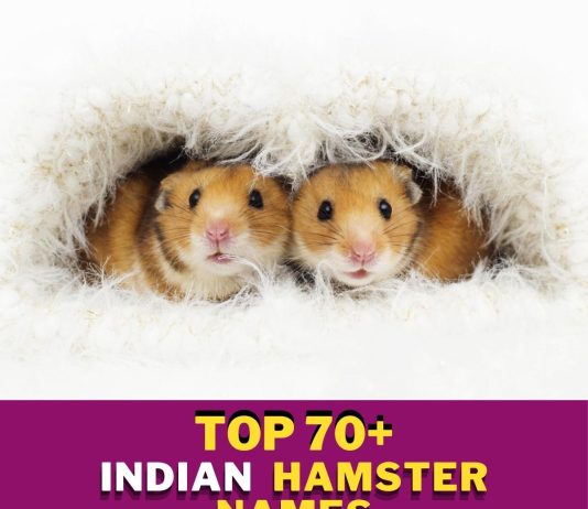 Indian-Hamster-Names-With-Meaning-–-Our-Top-70-Picks.jpg