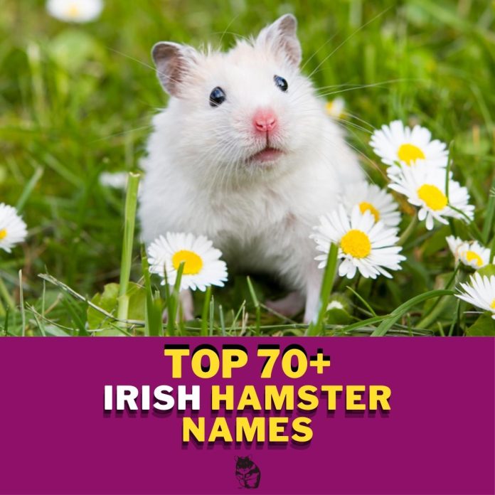 Irish-Hamster-Names-With-Meaning-–-Our-Top-70-Picks.jpg