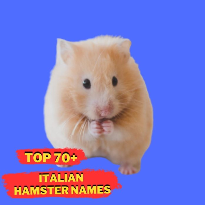 Italian-Hamster-Names-With-Meaning-–-Our-Top-70-Picks.jpg