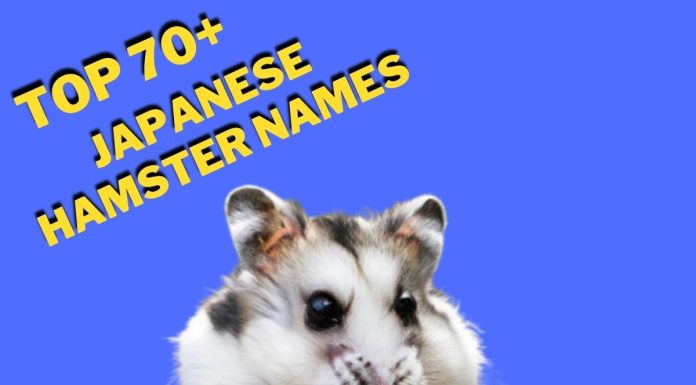 Japanese-Hamster-Names-With-Meaning-–-Our-Top-70-Picks.jpg