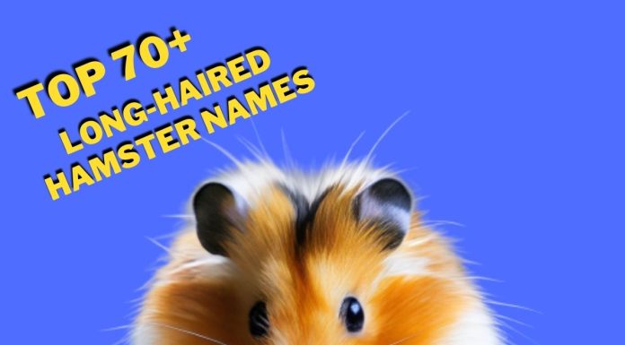Long-haired-Hamster-Names-With-Meaning-–-Our-Top-70-Picks.jpg