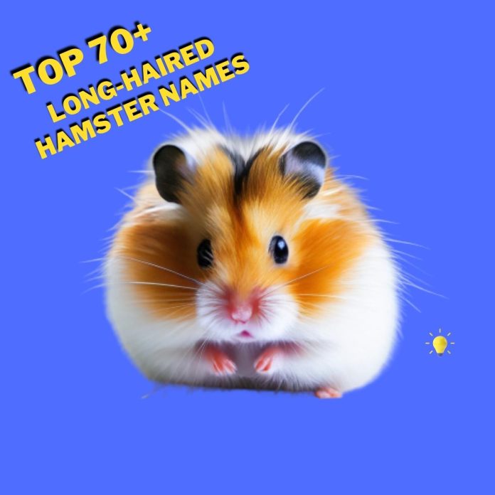 Long-haired-Hamster-Names-With-Meaning-–-Our-Top-70-Picks.jpg