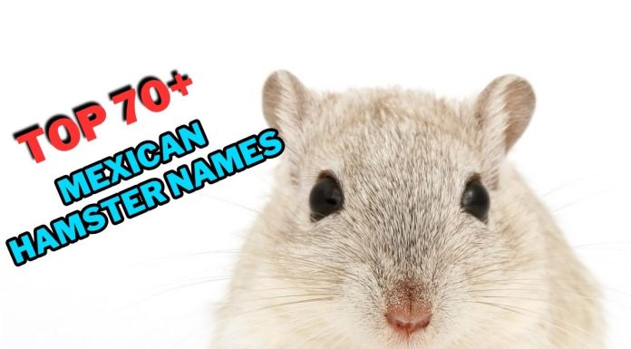 Mexican-Hamster-Names-With-Meaning-–-Our-Top-70-Picks.jpg