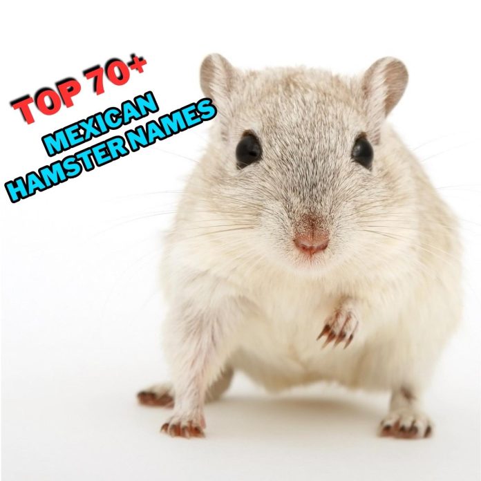 Mexican-Hamster-Names-With-Meaning-–-Our-Top-70-Picks.jpg