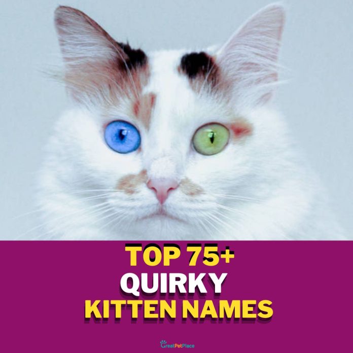 Quirky-Kitten-Names-With-Meaning-–-Our-Top-75-Picks