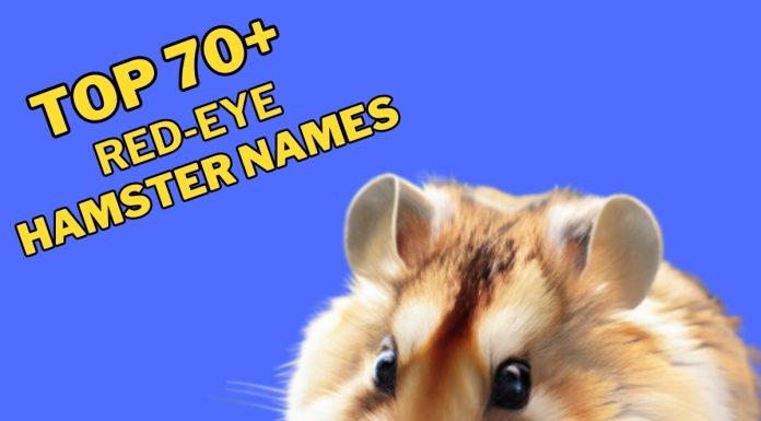Red-Eye-Hamster-Names-–-Our-Top-70-Picks.jpg