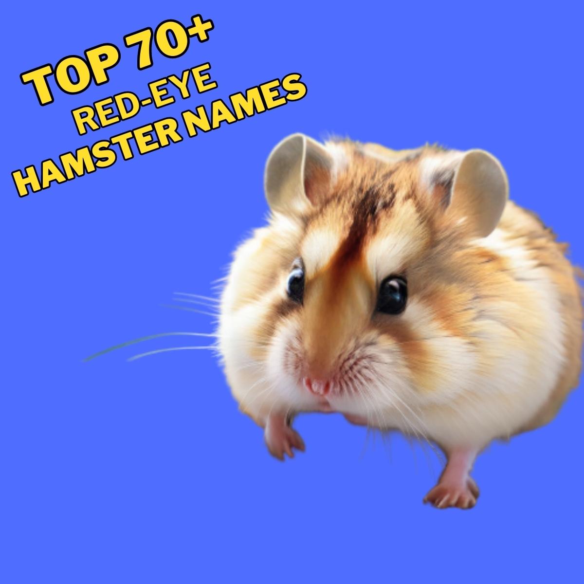 Red Eye Hamster Names With Meaning Our Top 70 Picks