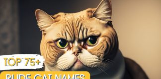 Rude-Cat-Names-With-Meaning-–-Our-Top-75-Picks