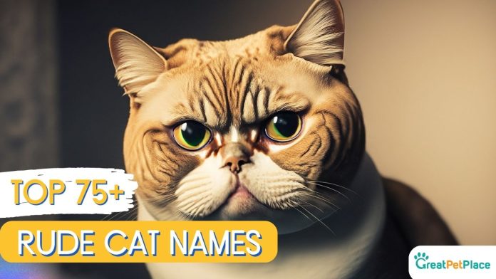 Rude-Cat-Names-With-Meaning-–-Our-Top-75-Picks