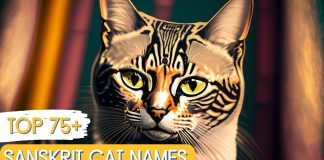 Sanskrit-Cat-Names-With-Meaning-–-Our-Top-75-Picks
