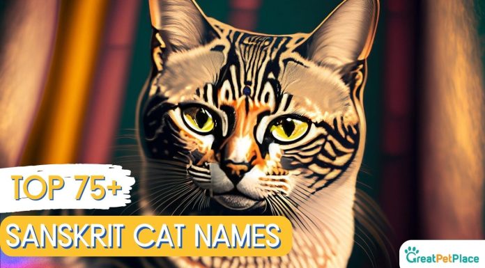 Sanskrit-Cat-Names-With-Meaning-–-Our-Top-75-Picks