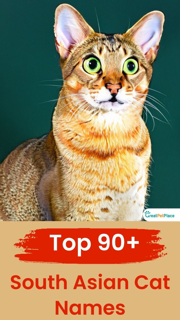 South-Asian-Cat-Names-With-Meaning-–-The-Top-90-List