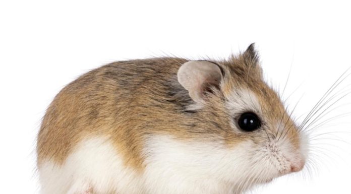 Spanish-Hamster-Names-With-Meaning-–-Our-Top-70-Picks.jpg