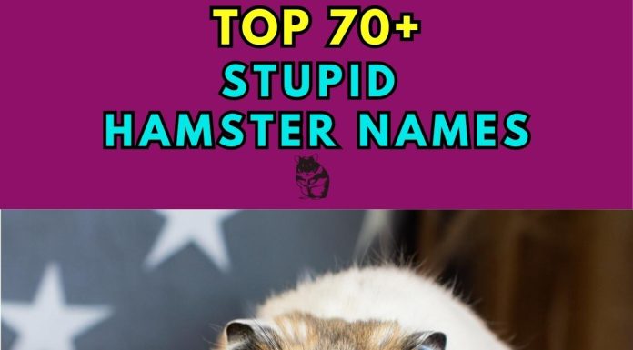 Stupid-Hamster-Names-–-Our-Top-70-Picks.jpg