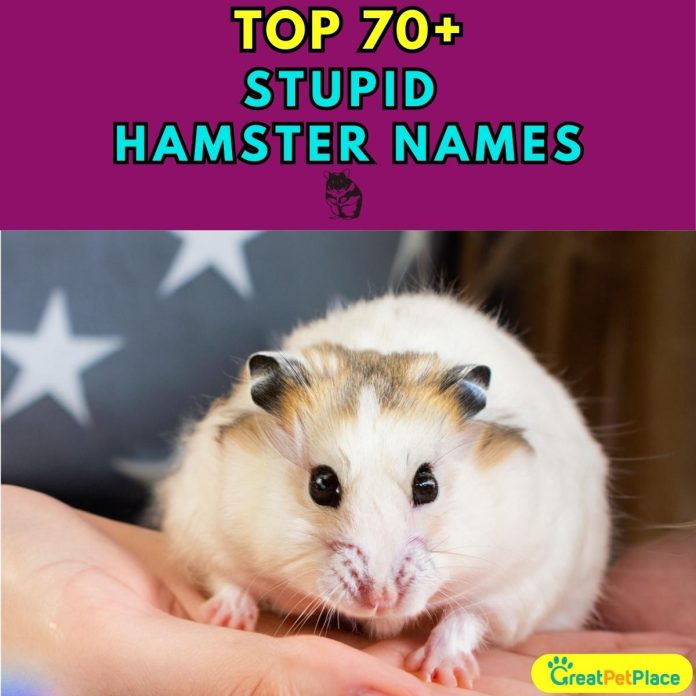 Stupid-Hamster-Names-–-Our-Top-70-Picks.jpg