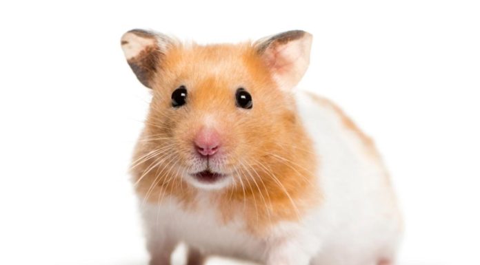 Syrian-Hamster-Names-With-Meaning-–-Our-Top-70-Picks.jpg