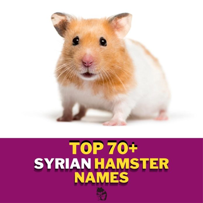 Syrian-Hamster-Names-With-Meaning-–-Our-Top-70-Picks.jpg