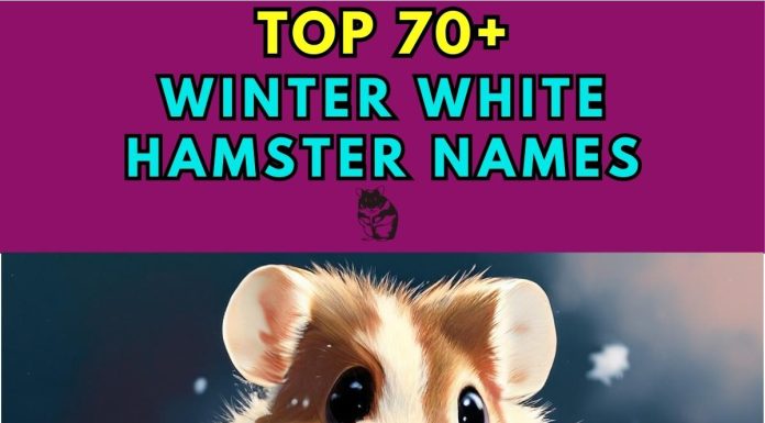 Winter-White-Hamster-Names