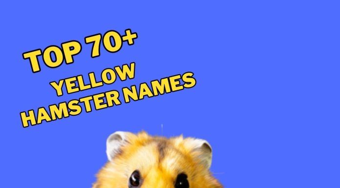 Yellow-Hamster-Names-–-Our-Top-70-Picks.jpg