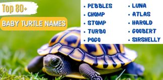 Baby-Turtle-Names-With-Meaning-Our-Top-80-Favorites