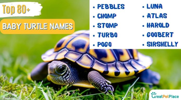 Baby-Turtle-Names-With-Meaning-Our-Top-80-Favorites