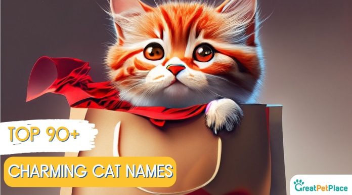 Charming-Cat-Names-With-Meaning-Our-Top-90-Favorites