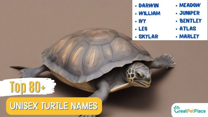 Check-Out-Top-80-Unisex-Turtle-Names-With-Meaning