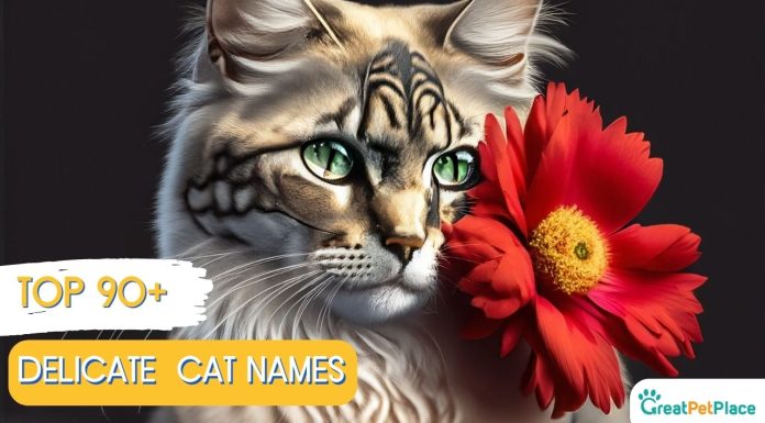 Delicate-Cat-Names-With-Meaning-Our-Top-90-Favorites