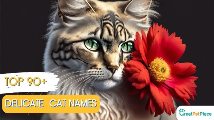Delicate-Cat-Names-With-Meaning-Our-Top-90-Favorites