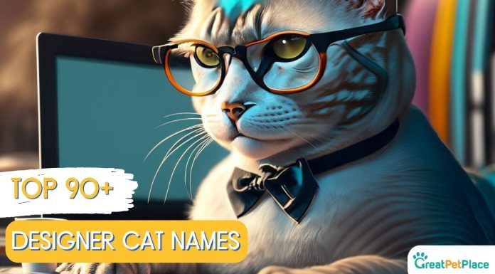 Designer-Cat-Names-With-Meaning-Our-Top-90-Favorites