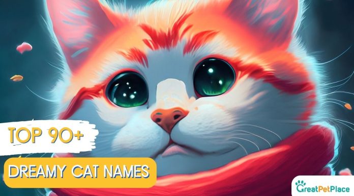 Dreamy-Cat-Names-With-Meaning-Our-Top-90-Favorites