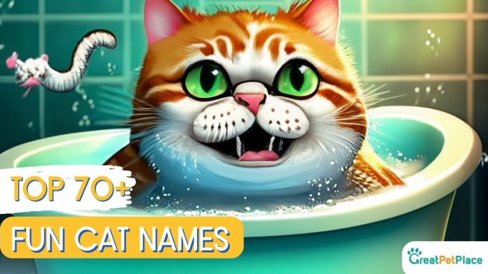Fun-Cat-Names-With-Meaning-Our-Top-70-Picks
