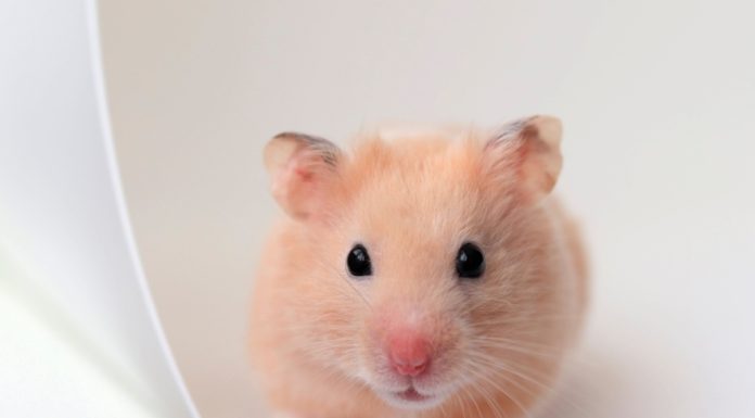 Holiday-Hamster-Names-With-Meaning-–-Our-Top-80-Picks