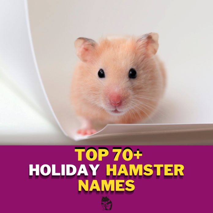 Holiday-Hamster-Names-With-Meaning-–-Our-Top-80-Picks