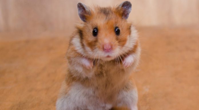 Horrible-Hamster-Names-With-Meaning-–-Our-Top-80-Picks