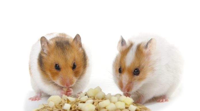 Iconic-Hamster-Names-With-Meaning-–-Our-Top-60-Picks.