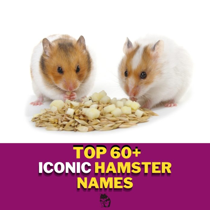 Iconic-Hamster-Names-With-Meaning-–-Our-Top-60-Picks.