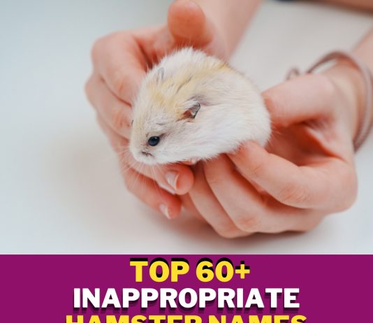 Inappropriate-Hamster-Names-With-Meaning-–-Our-Top-60-Picks