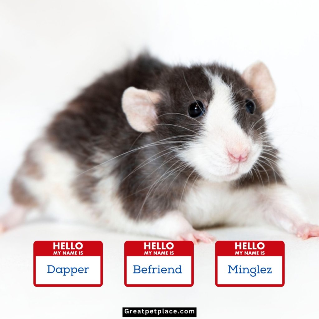 Inappropriate-Navigating-Social-Hamster-Names.